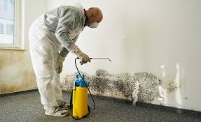 Reliable Falcon Heights, MN Mold Removal & Remediation Solutions